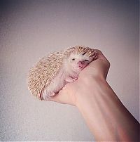 Fauna & Flora: darcy the cute hedgehog