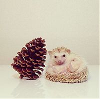 Fauna & Flora: darcy the cute hedgehog