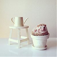 TopRq.com search results: darcy the cute hedgehog