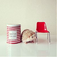 Fauna & Flora: darcy the cute hedgehog