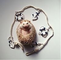 TopRq.com search results: darcy the cute hedgehog