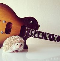 TopRq.com search results: darcy the cute hedgehog