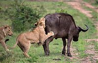 lioness against a buffalo with friends