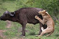 Fauna & Flora: lioness against a buffalo with friends