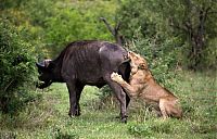 Fauna & Flora: lioness against a buffalo with friends