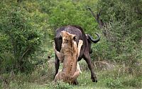 TopRq.com search results: lioness against a buffalo with friends