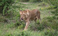 Fauna & Flora: lioness against a buffalo with friends