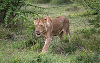 Fauna & Flora: lioness against a buffalo with friends