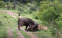 lioness against a buffalo with friends