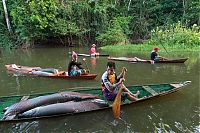 Fauna & Flora: Arapaima fishing, Amazon River, Brazil