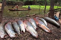 TopRq.com search results: Arapaima fishing, Amazon River, Brazil
