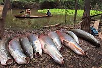 Fauna & Flora: Arapaima fishing, Amazon River, Brazil