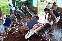 Fauna & Flora: Arapaima fishing, Amazon River, Brazil