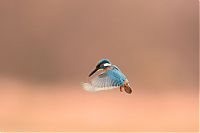 Fauna & Flora: bird photography