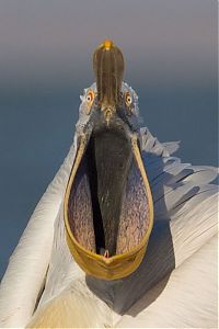 Fauna & Flora: bird photography