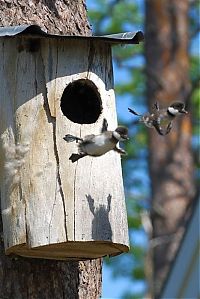 bird photography