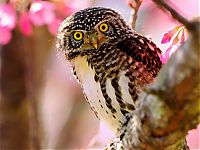 bird photography
