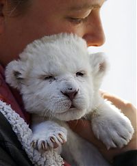 TopRq.com search results: cute baby pet animal