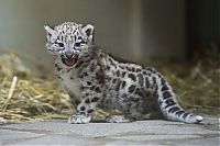 TopRq.com search results: cute baby pet animal