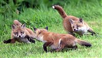 Fauna & Flora: cute baby pet animal