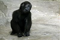 TopRq.com search results: cute baby pet animal