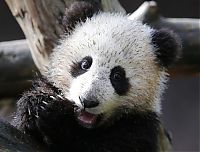 TopRq.com search results: cute baby pet animal