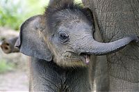 TopRq.com search results: cute baby pet animal