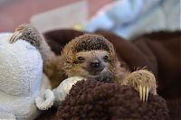 cute baby pet animal