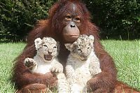 Fauna & Flora: two lion cubs with monkey