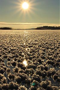 Fauna & Flora: frost flowers