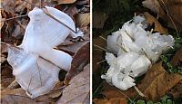 TopRq.com search results: frost flowers