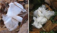 Fauna & Flora: frost flowers