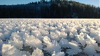 Fauna & Flora: frost flowers