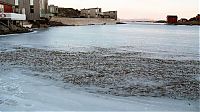 Fauna & Flora: Shoal of herring frozen after a harsh wind, Norwegian Bay, Qikiqtaaluk Region, Nunavut, Canada, Arctic ocean