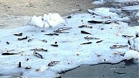 TopRq.com search results: Shoal of herring frozen after a harsh wind, Norwegian Bay, Qikiqtaaluk Region, Nunavut, Canada, Arctic ocean