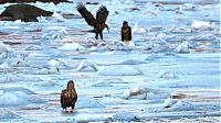 Fauna & Flora: Shoal of herring frozen after a harsh wind, Norwegian Bay, Qikiqtaaluk Region, Nunavut, Canada, Arctic ocean