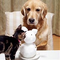 TopRq.com search results: golden retriever with a kitten