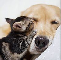 Fauna & Flora: golden retriever with a kitten