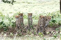 TopRq.com search results: cheetah family killed a newborn cub