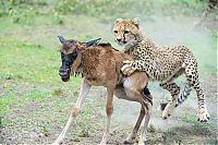TopRq.com search results: cheetah family killed a newborn cub