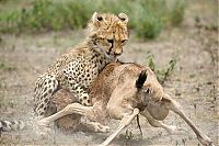 TopRq.com search results: cheetah family killed a newborn cub