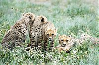 TopRq.com search results: cheetah family killed a newborn cub