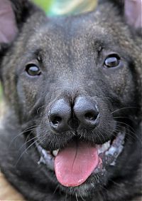 Fauna & Flora: Malinois Belgian Shepherd dog with two noses, Glasgow, Scotland