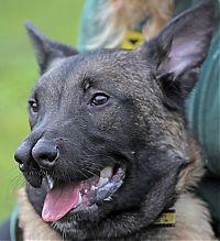 Fauna & Flora: Malinois Belgian Shepherd dog with two noses, Glasgow, Scotland