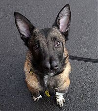 Fauna & Flora: Malinois Belgian Shepherd dog with two noses, Glasgow, Scotland