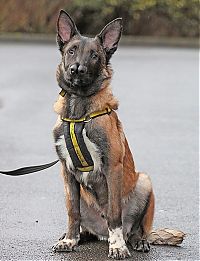 Fauna & Flora: Malinois Belgian Shepherd dog with two noses, Glasgow, Scotland