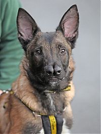 TopRq.com search results: Malinois Belgian Shepherd dog with two noses, Glasgow, Scotland