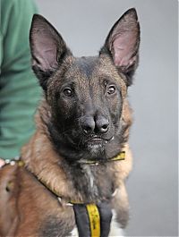 Fauna & Flora: Malinois Belgian Shepherd dog with two noses, Glasgow, Scotland