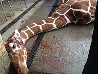 TopRq.com search results: Marius, the giraffe killed and used for lions, København Zoo, Copenhagen, Denmark