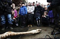 Fauna & Flora: Marius, the giraffe killed and used for lions, København Zoo, Copenhagen, Denmark